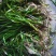 改良四季苦草矮生苦草扁担草面条草净化水质造景美化环境