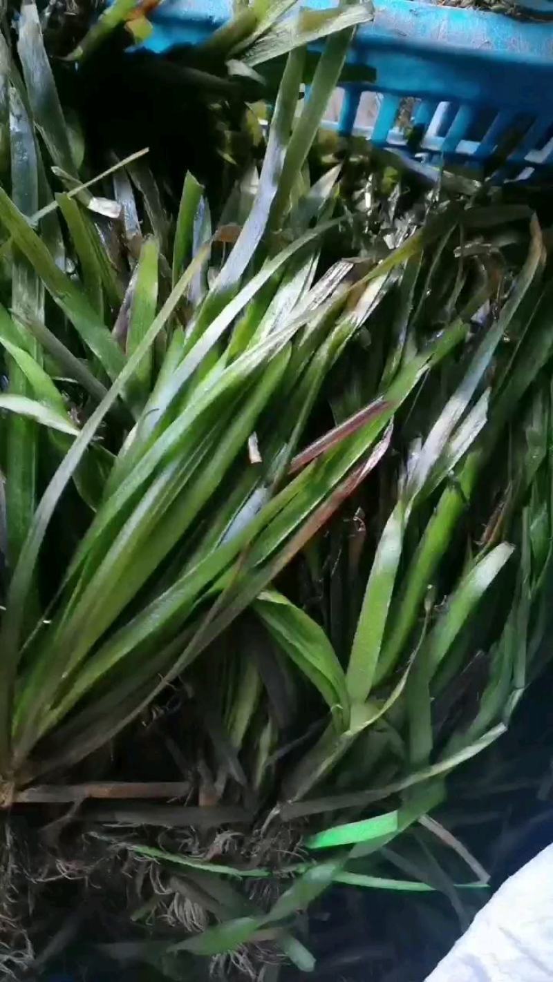 改良四季苦草矮生苦草扁担草面条草净化水质造景美化环境