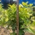 大量低价出售黄金榕、黄榕、黄心榕、货源充足，价格美丽