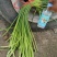 红帽蒜苔大量上市