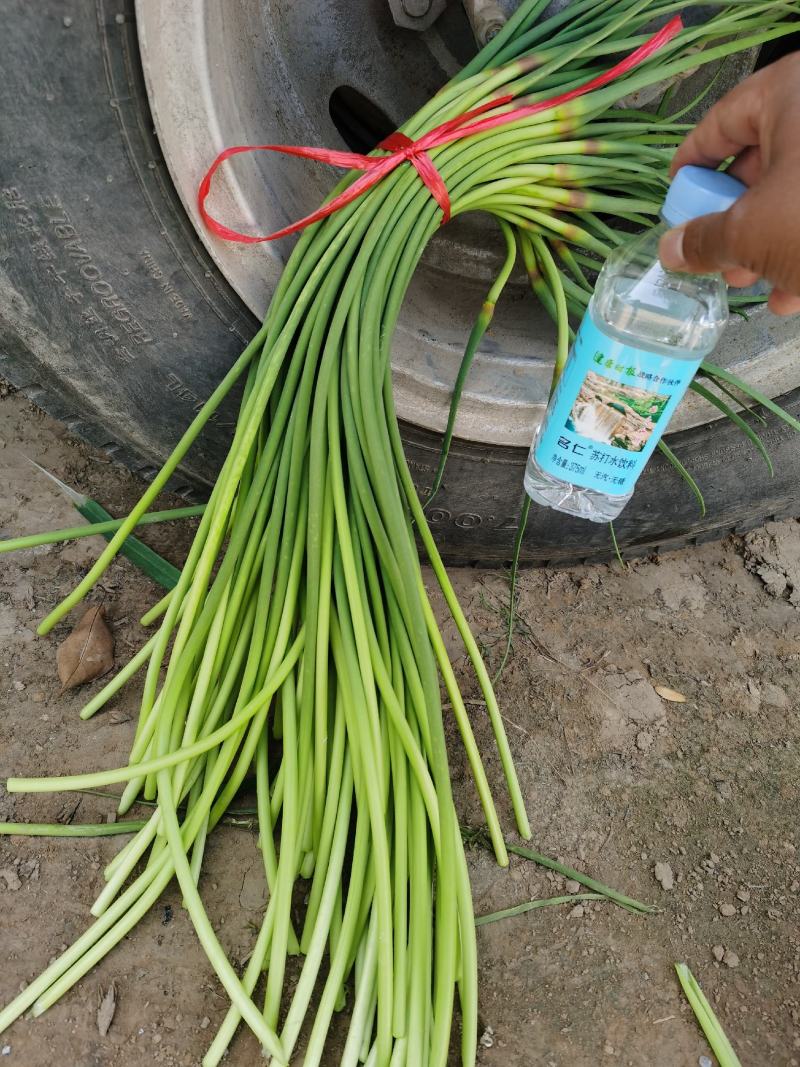 红帽蒜苔大量上市