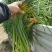 红帽蒜苔大量上市