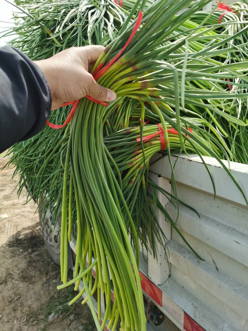 红帽蒜苔大量上市