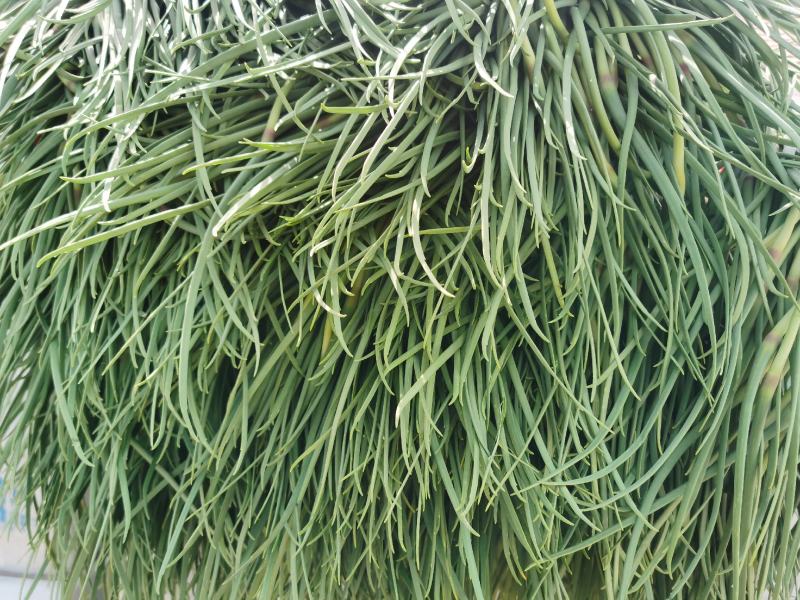 红帽蒜苔大量上市