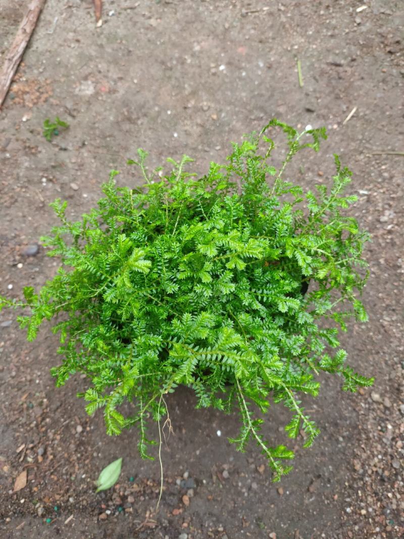 (热销)青龙草基地自产直销量大有货原盆发货