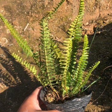 大量肾蕨（排骨草）低价出售，价格美丽，货源充足