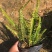 大量肾蕨（排骨草）低价出售，价格美丽，货源充足