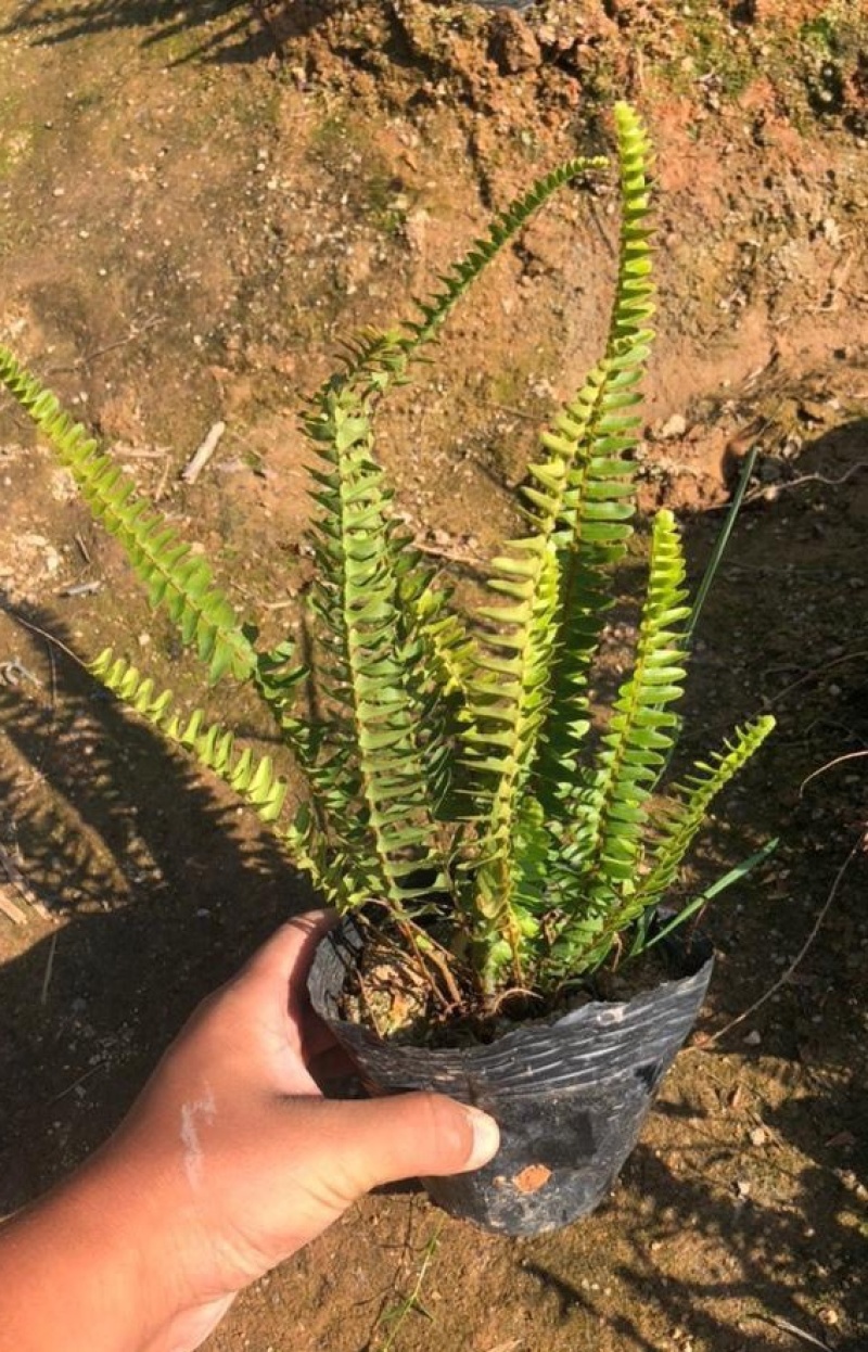 大量肾蕨（排骨草）低价出售，价格美丽，货源充足
