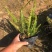 大量肾蕨（排骨草）低价出售，价格美丽，货源充足