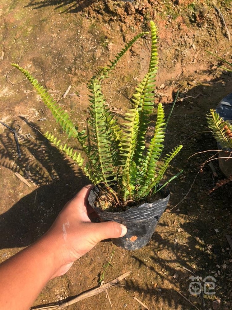 大量肾蕨（排骨草）低价出售，价格美丽，货源充足