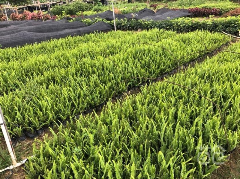 大量肾蕨（排骨草）低价出售，价格美丽，货源充足