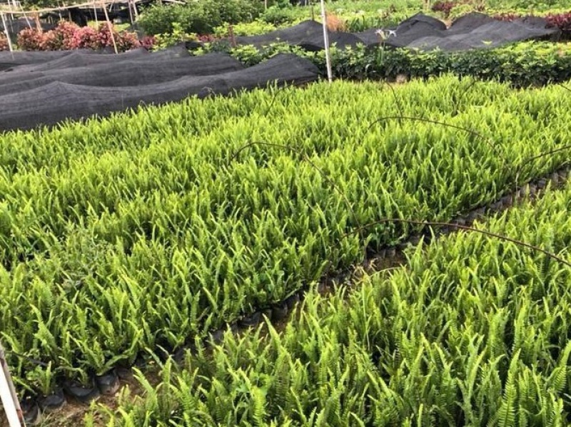 大量肾蕨（排骨草）低价出售，价格美丽，货源充足