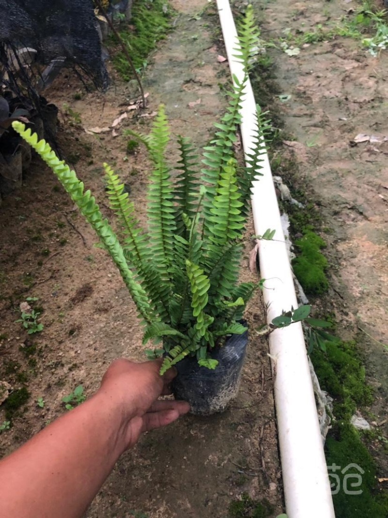 大量肾蕨（排骨草）低价出售，价格美丽，货源充足