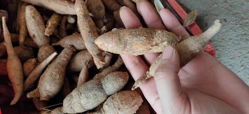 野生牛大力薯，保证野生！！！！！！！！！！！！！！！！！