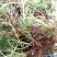 粉绿狐尾藻水生植物大聚藻浮水植物造景美化环境净化水质