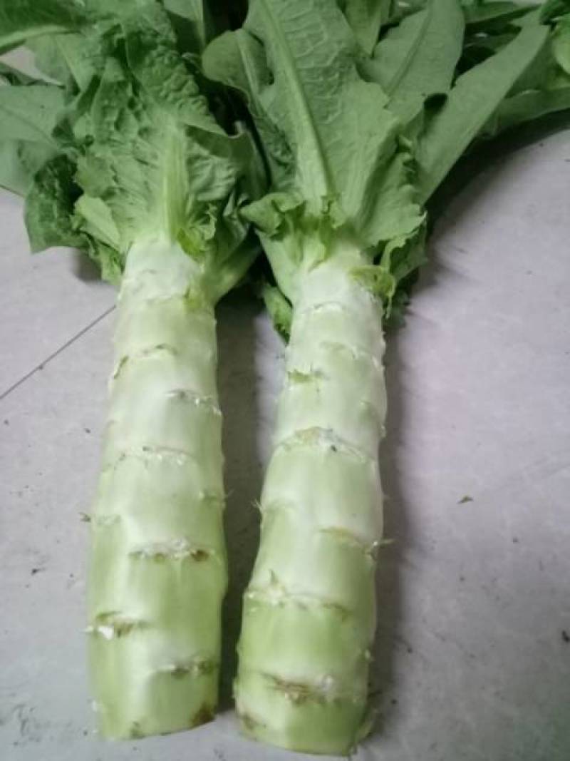河北定州市三青皮莴笋实心莴笋，需要的老板联系我，