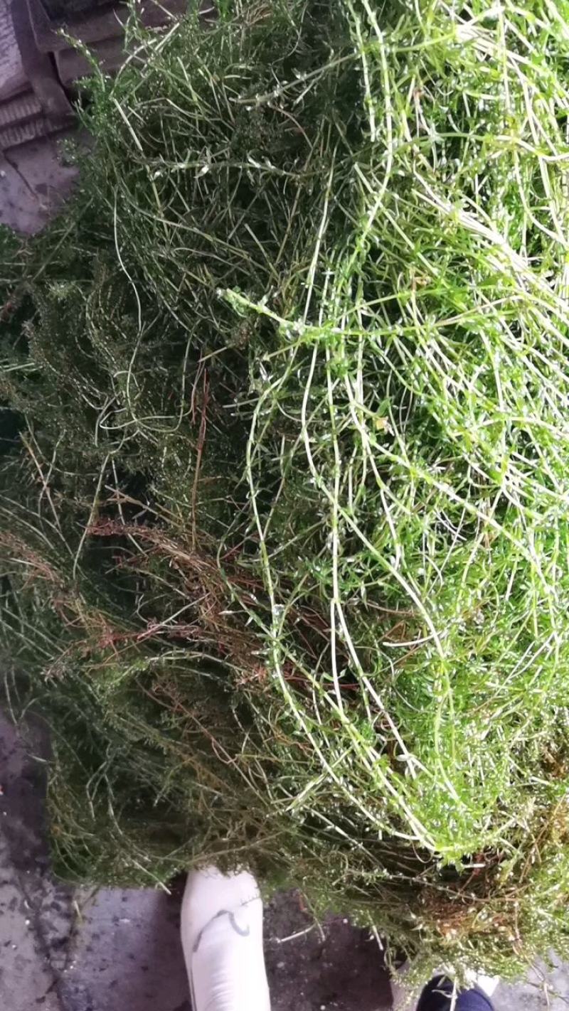 伊乐藻吃不败水生植物沉水植物生长迅速净化水质造景