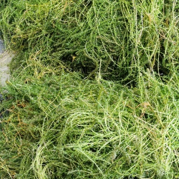 伊乐藻吃不败水生植物沉水植物生长迅速净化水质造景