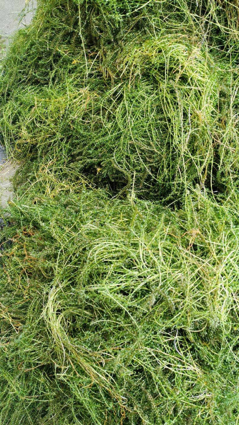 伊乐藻吃不败水生植物沉水植物生长迅速净化水质造景