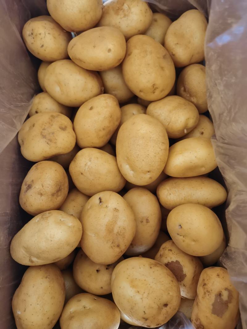 丽署6号土豆，淀粉厂加工，每天供应200吨