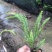 大量肾蕨（排骨草）低价出售，价格美丽，货源充足