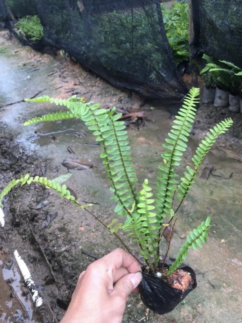 大量肾蕨（排骨草）低价出售，价格美丽，货源充足