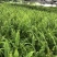 大量肾蕨（排骨草）低价出售，价格美丽，货源充足