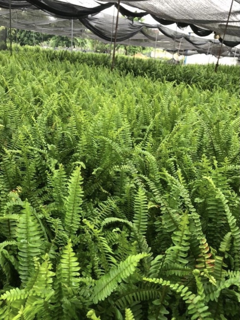 大量肾蕨（排骨草）低价出售，价格美丽，货源充足