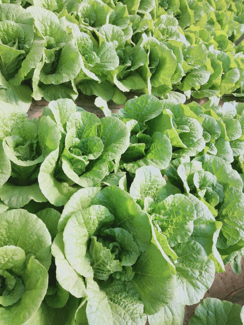 娃娃菜