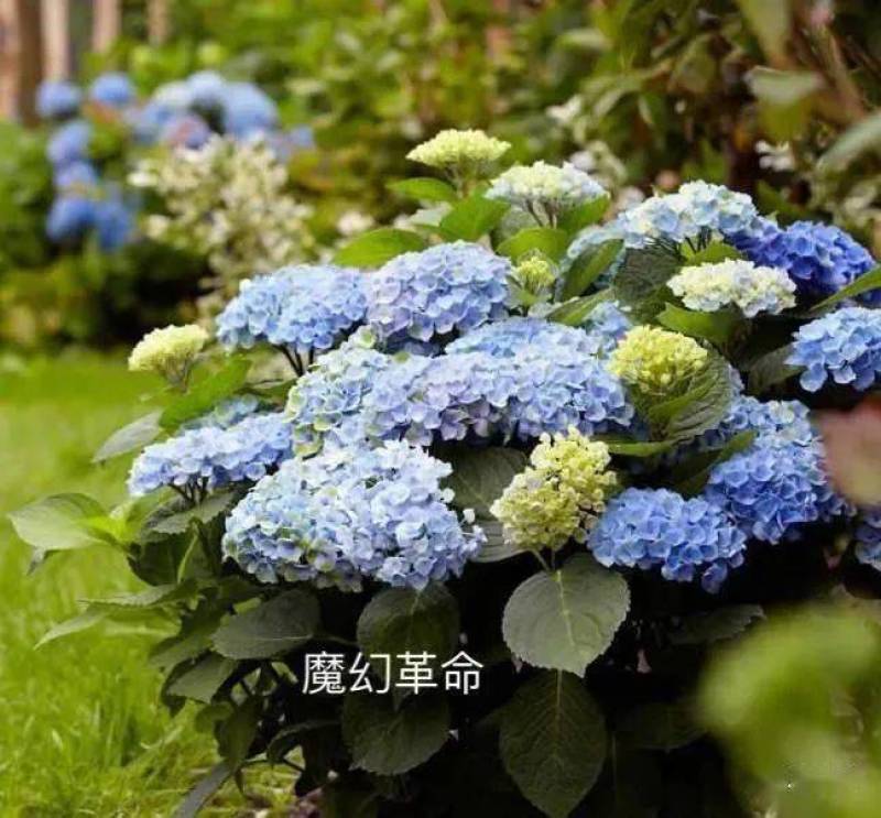秀球小苗，老桩，盆栽