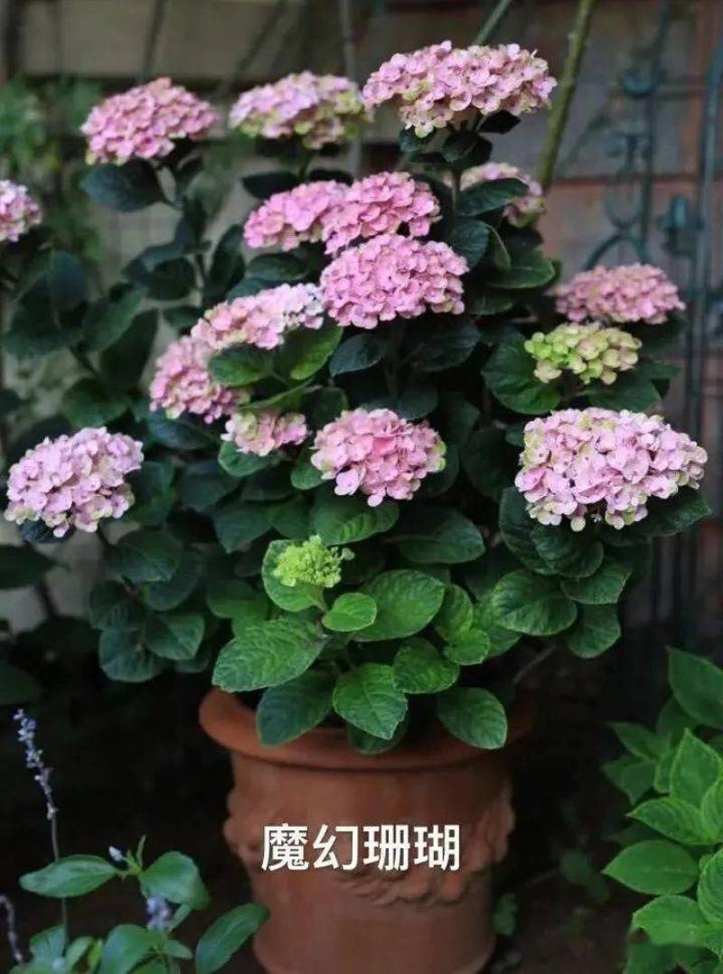 秀球小苗，老桩，盆栽