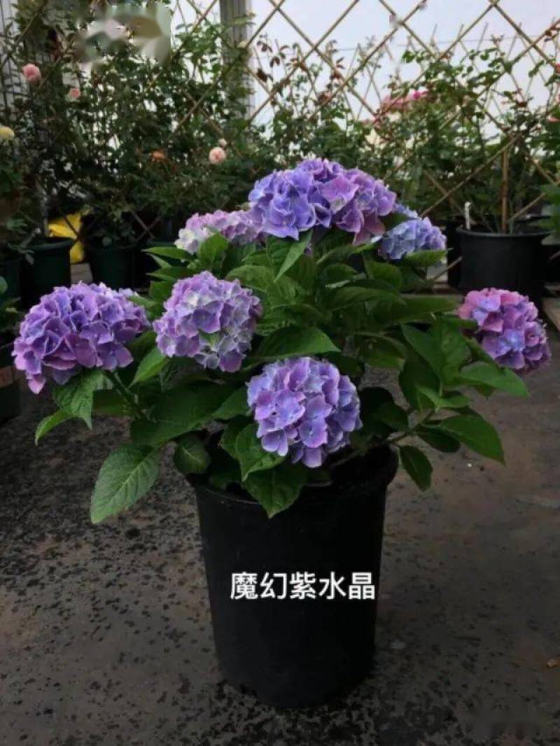 秀球小苗，老桩，盆栽