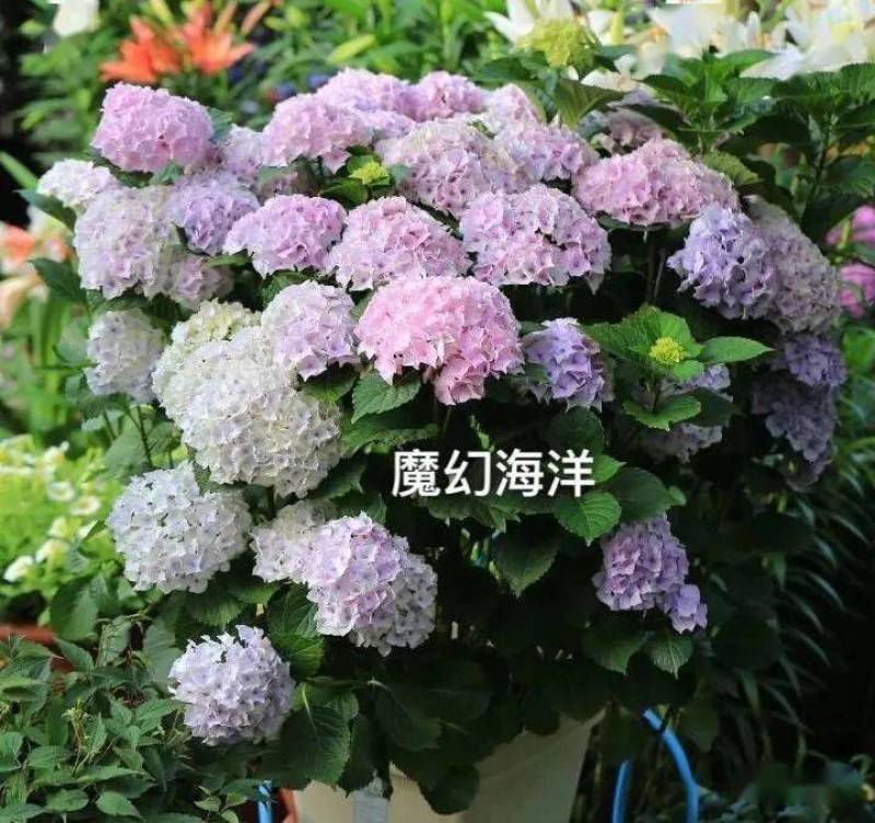 秀球小苗，老桩，盆栽