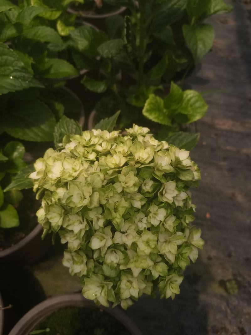 秀球小苗，老桩，盆栽