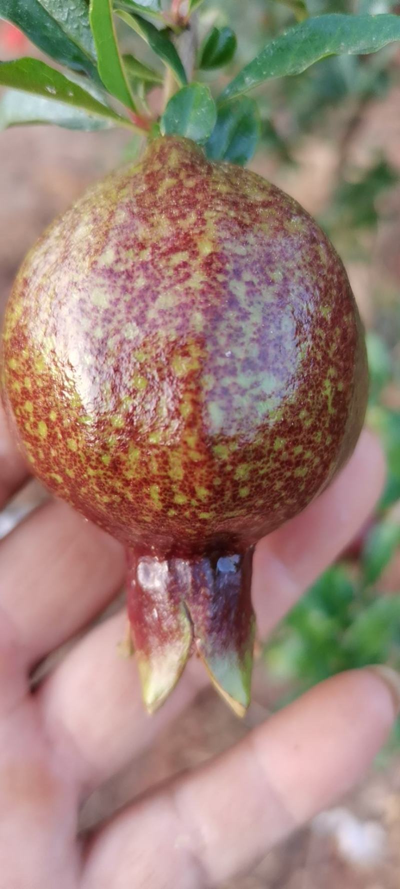 云南丽江卜甲晚熟大果型黑籽石榴苗月龄苗至三年苗