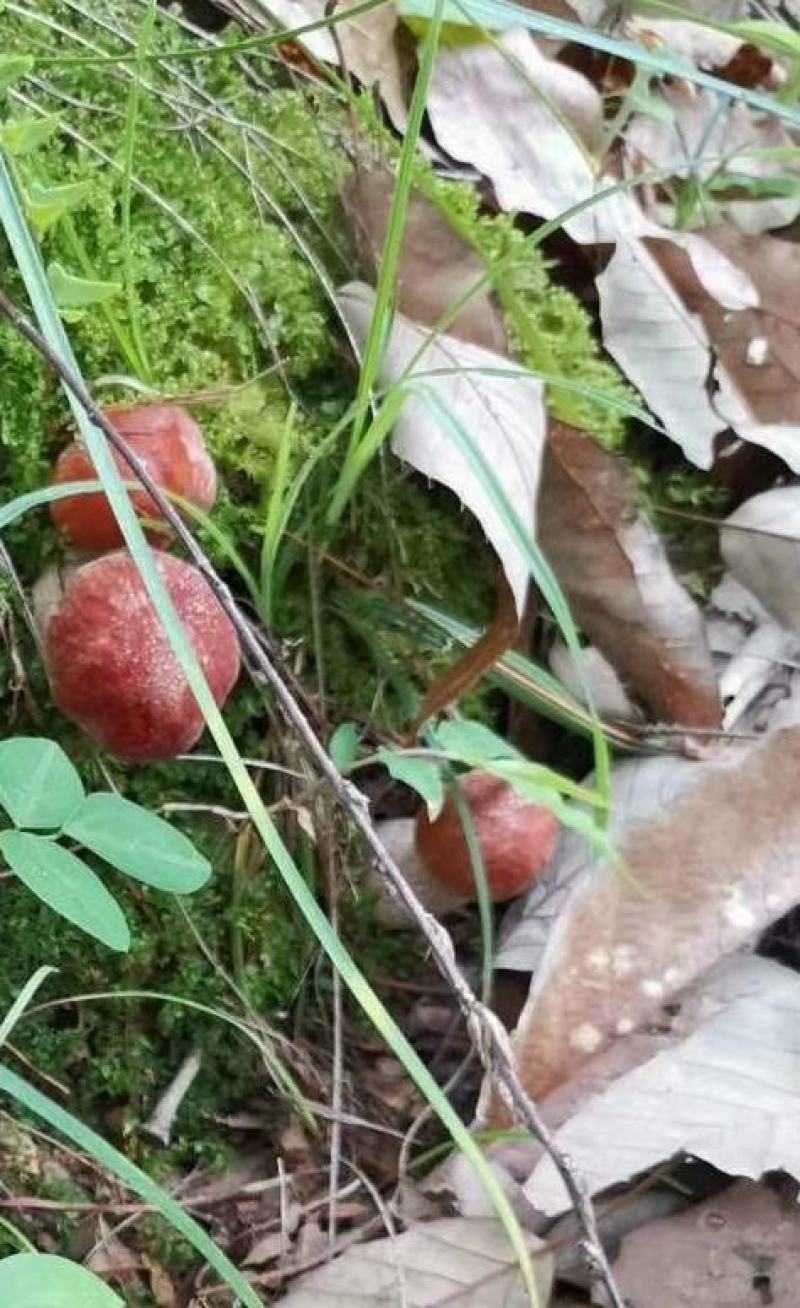 云南山林野生菌，应季供应早晨上山采收优质野生菌当天发货