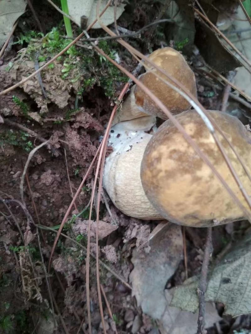 云南山林野生菌，应季供应早晨上山采收优质野生菌当天发货