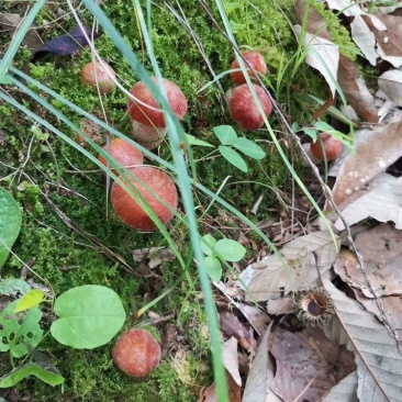 云南山林野生菌，应季供应早晨上山采收优质野生菌当天发货