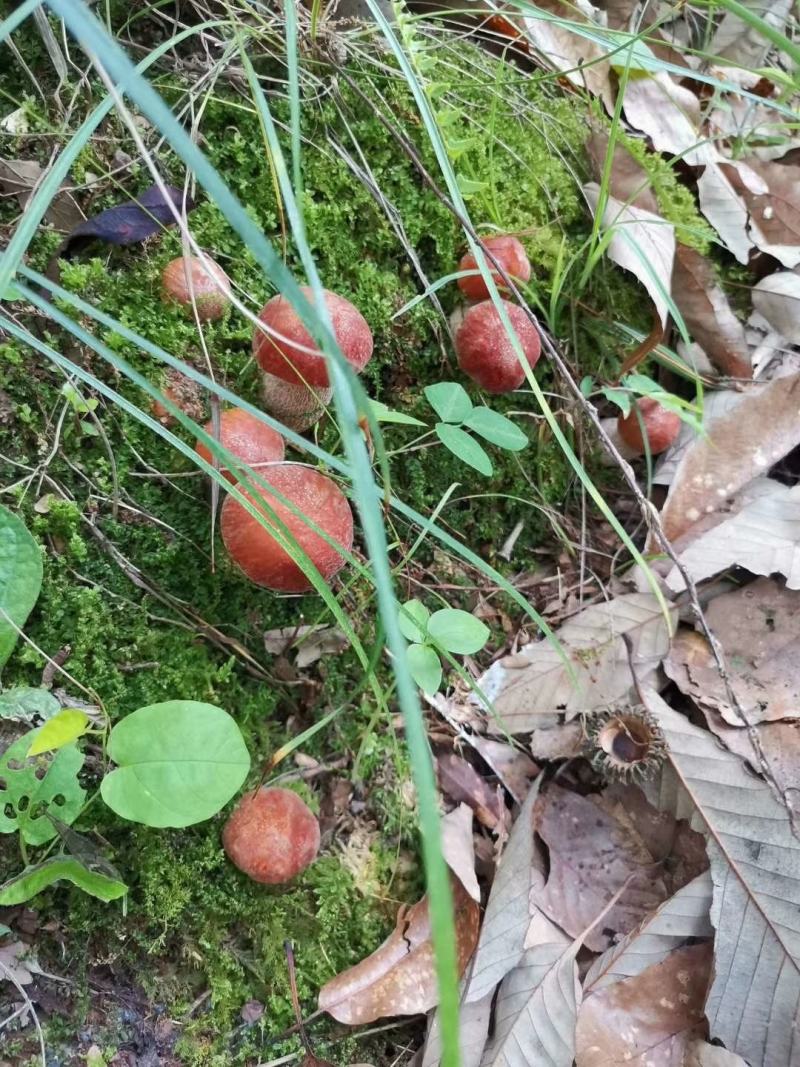 云南山林野生菌，应季供应早晨上山采收优质野生菌当天发货