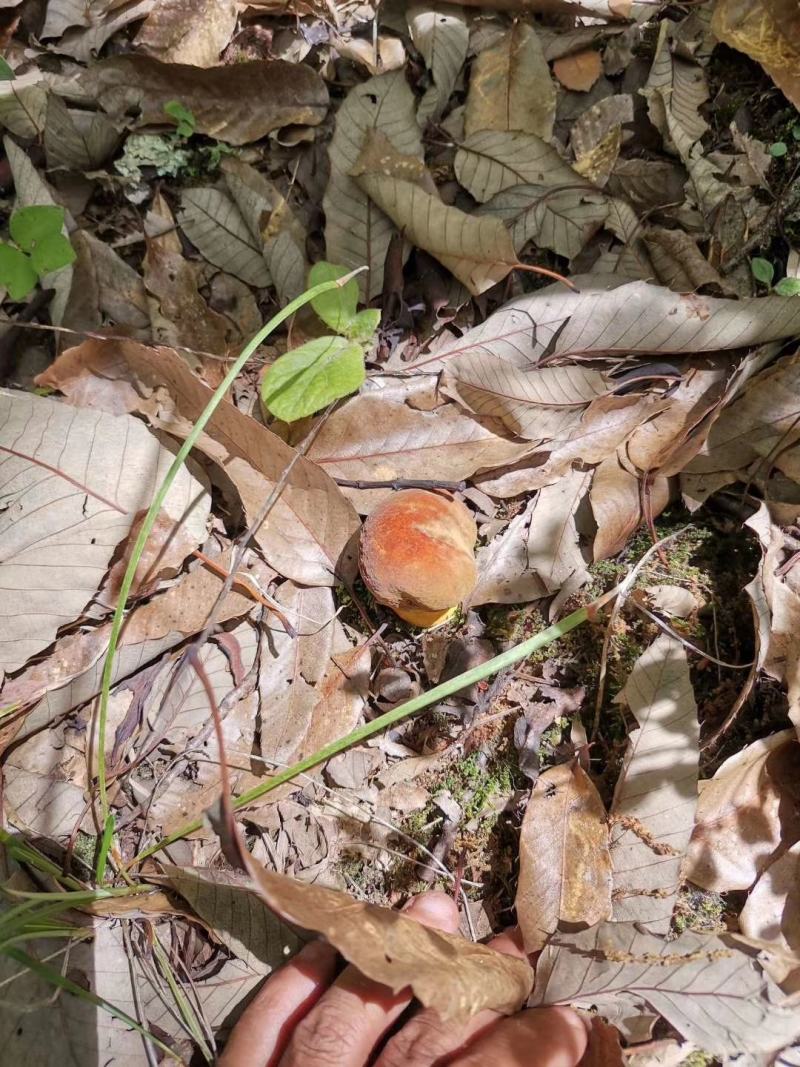 云南山林野生菌，应季供应早晨上山采收优质野生菌当天发货