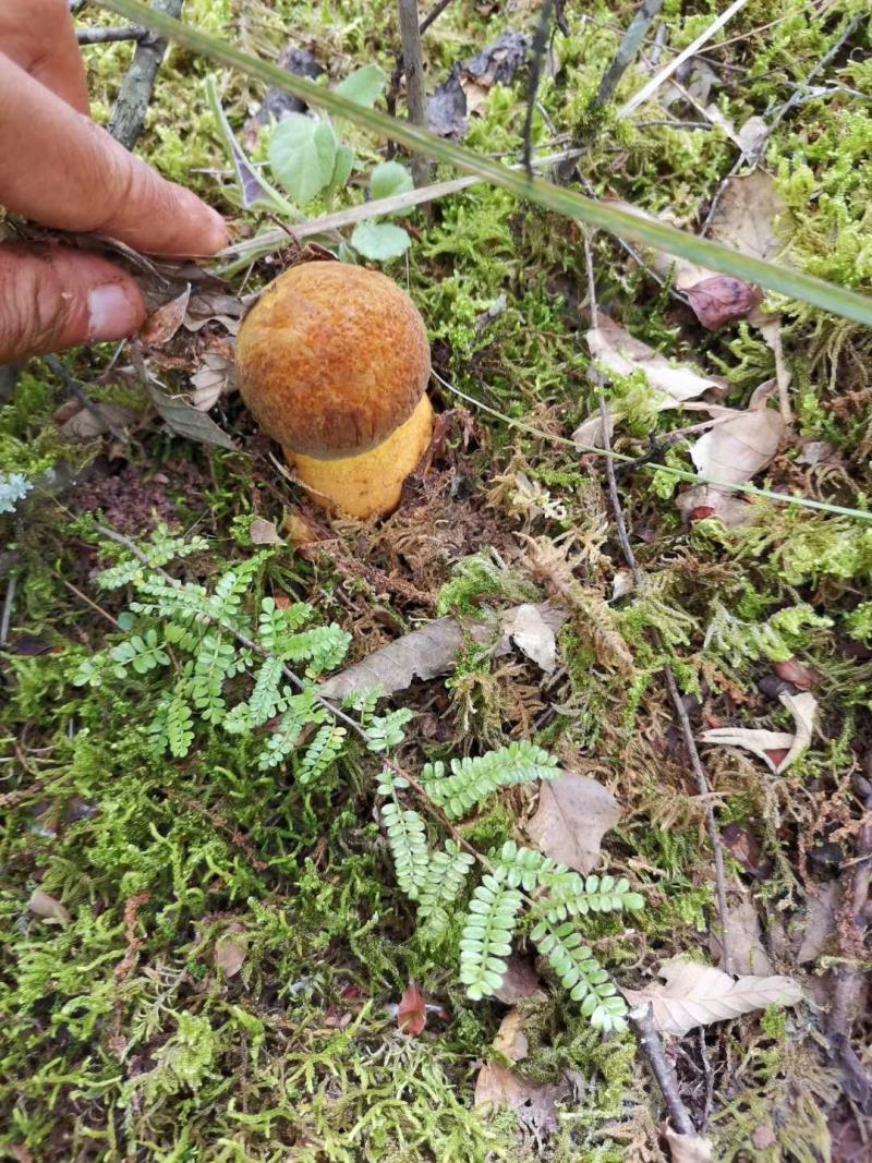 云南山林野生菌，应季供应早晨上山采收优质野生菌当天发货