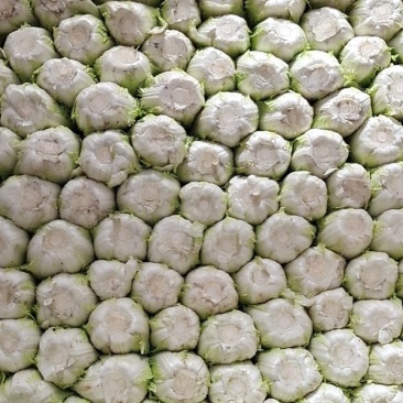 精品大白菜！毛菜六到八斤！质量好！价格合理！货源充足！