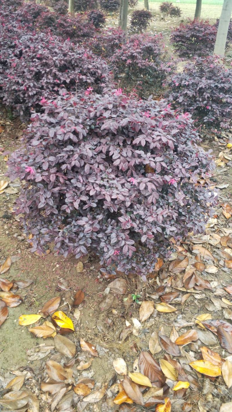 红花继木球
