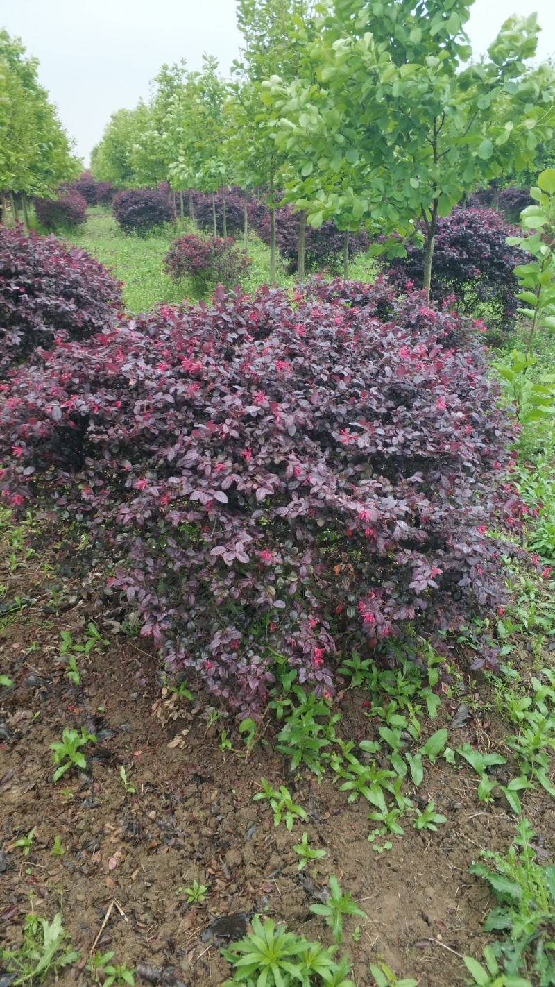 红花继木球