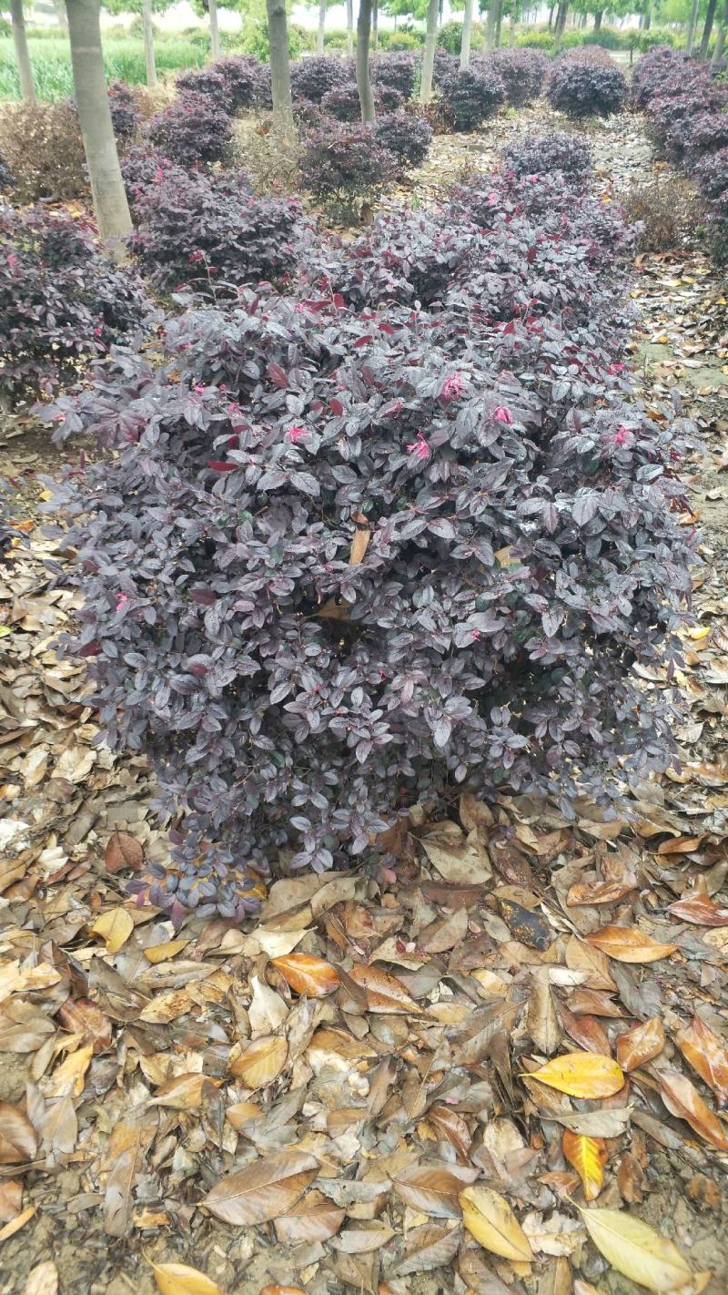 红花继木球