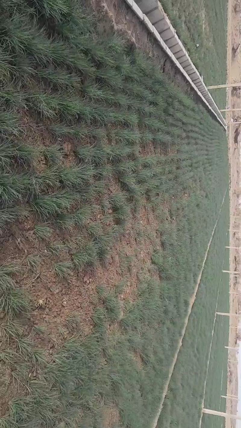 自产自销