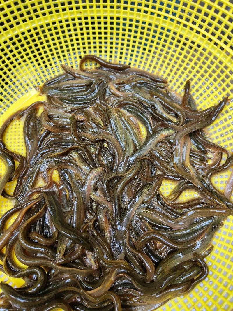 泥鳅苗、杂交泥鳅苗，一手货源，苗场直销，欢迎订购