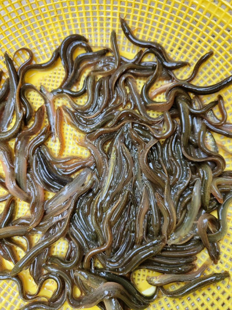 泥鳅苗、杂交泥鳅苗，一手货源，苗场直销，欢迎订购