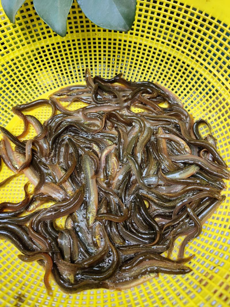 泥鳅苗、杂交泥鳅苗，一手货源，苗场直销，欢迎订购