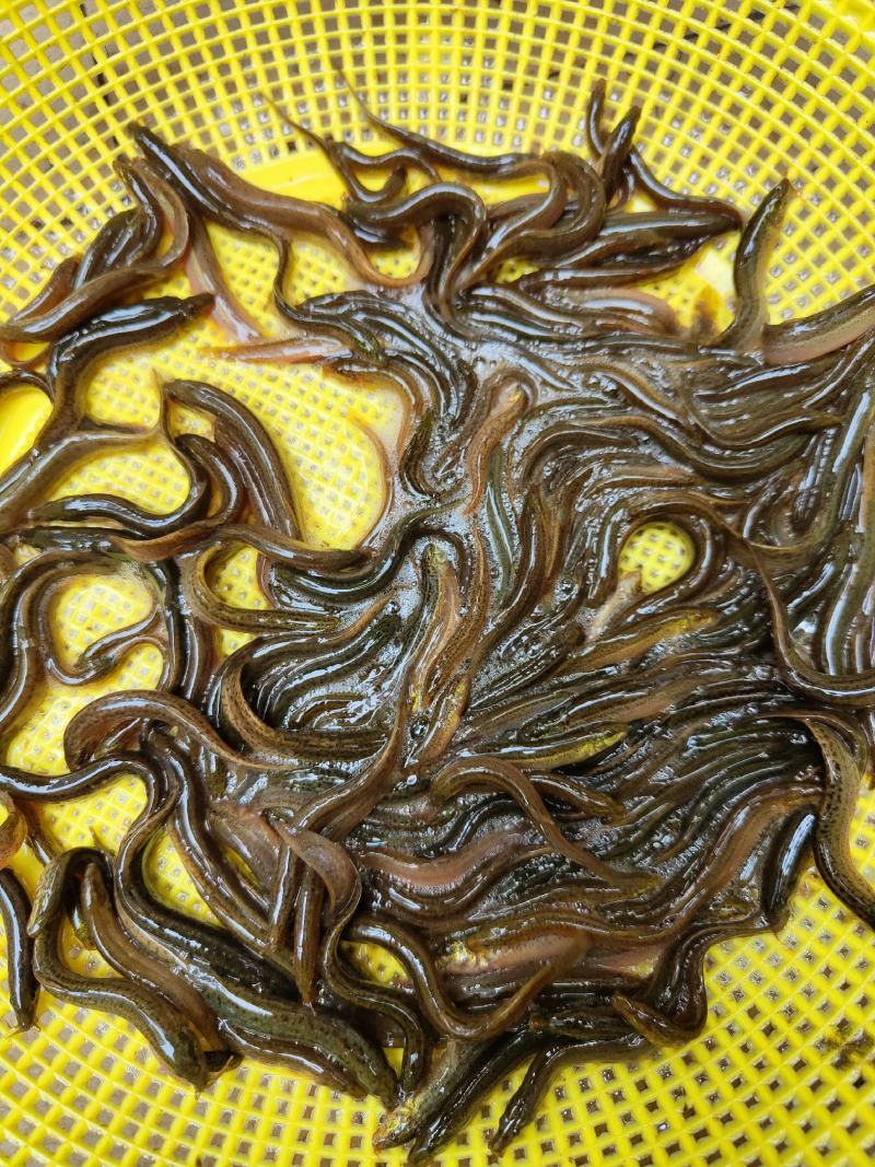 泥鳅苗、杂交泥鳅苗，一手货源，苗场直销，欢迎订购